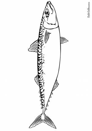 Раскраска Скумбрия