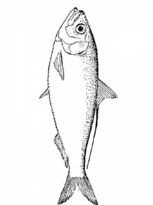 Раскраски рыба омуль