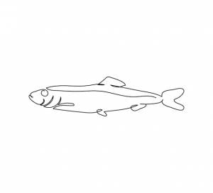 Балтийская сельдь, килька, сардина, рисунок непрерывной линии