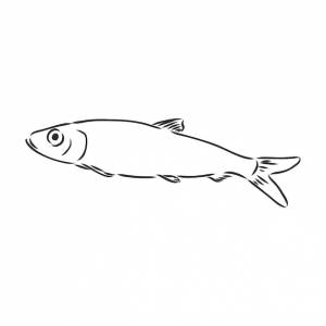 Сардина чернил эскиз сардины мелкая сельдь рисованной векторные иллюстрации рыбы
