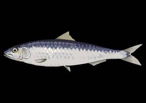 Селедка рисунок