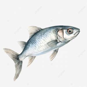 сельдь рыба акварель эскиз штриховая графика PNG , рыбы, акварель, каракули PNG рисунок для й загрузки