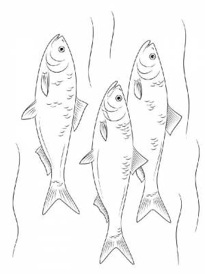 Раскраска рыба Сельдь   в формате