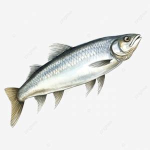 сельдь рыба акварель эскиз штриховая графика PNG , рыбы, акварель, каракули PNG рисунок для й загрузки