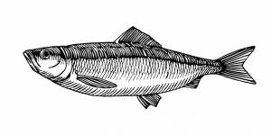 Атлантическая сельдь промысловая рыба вкусные морепродукты векторная иллюстрация черными чернилами