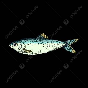 сельдь рыба рисованной вектор PNG , эскиз, жить, хлеб PNG картинки и пнг рисунок для й загрузки