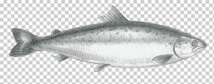 Сардина Логотип Упаковка и маркировка Рисунок, Эскиз рыбы, животные, морепродукты, аквариум Рыба png