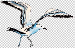 Чайки Seabird Европейская сельдь Чайка Большая чайка с черной спинкой, чайка, животные, фауна, живая природа png