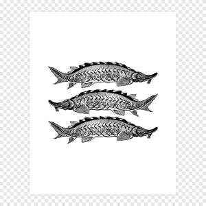 Сардина белый шрифт, другие, белый, другие png