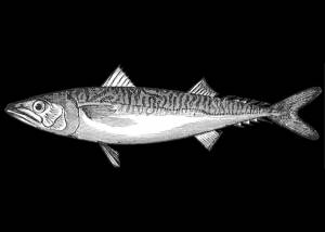 Рисунок сельдь