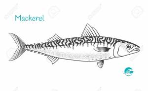 Скумбрия рисунок