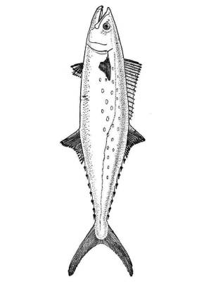 Раскраска рыба Скумбрия