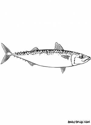 Раскраска Скумбрия для детей