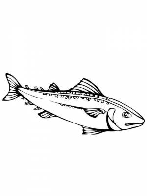 Раскраска рыба Скумбрия   в формате