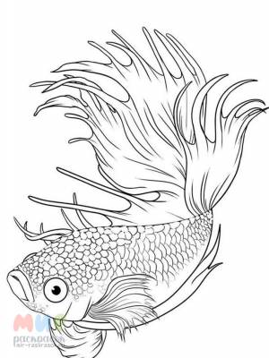 Раскраска Рыба Петушок