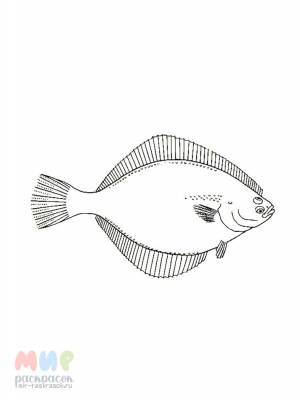 Раскраска Рыба Камбала