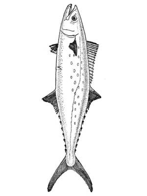 Раскраски скумбрия