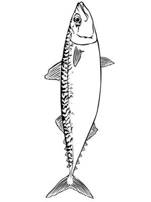 Раскраски Скумбрия
