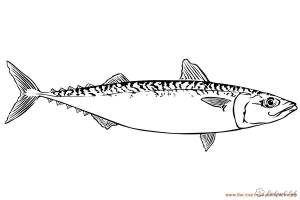 Детская раскраска подводный мир, скумбрия