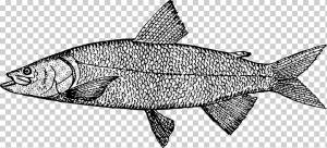 Штриховой рисунок Рисунок сардины, другие, морепродукты, другие, фауна png