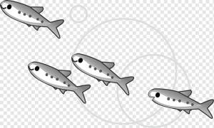 Рыба европейская сардинка японская сардинелла, рыба, животные, морепродукты, фотография png