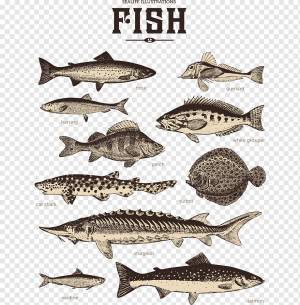 Сардина Иллюстрация, полосатая рыба, животные, морепродукты, аквариум Рыба png