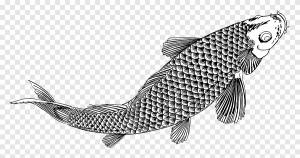 рыба, карп, плавание, плавники, весы, природа, штриховая графика, винтаж, png