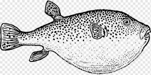 Pufferfish Angelfish Книжка-раскраска, рыба, морские млекопитающие, животные, морепродукты png