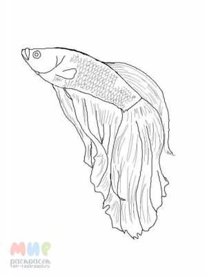 Раскраска Рыба Петушок