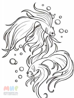 Раскраска Рыба Петушок