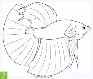Раскраска рыбка петушок