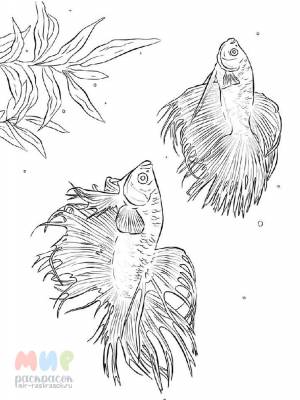 Раскраска Рыба Петушок