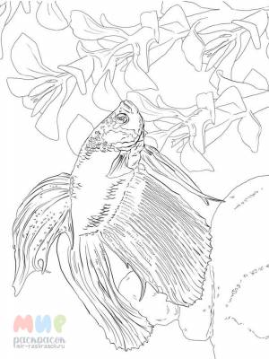 Раскраска Рыба Петушок