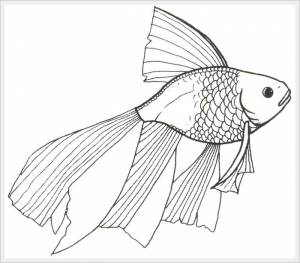 DataLife Engine > Версия для печати > Раскраски рыба петушок