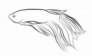 DataLife Engine > Версия для печати > Раскраски рыбка петушок