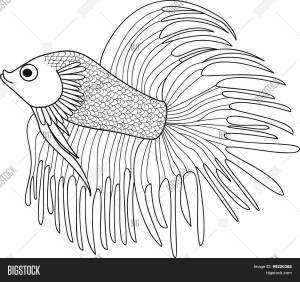 Раскраски рыба петушок