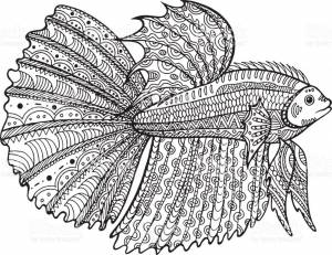 Раскраска рыбка петушок