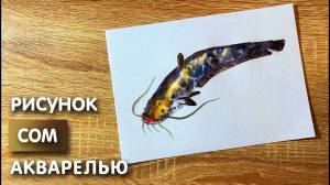 Как нарисовать сома карандашом и акварелью начинающим