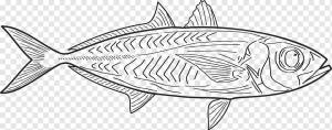 Fish Line art Рисование Эскиз, рисование линий, угол, морской Млекопитающее, карандаш png