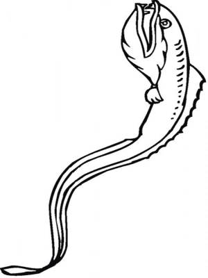 Раскраски Угорь