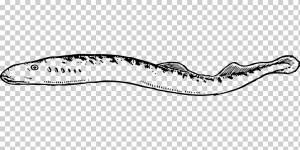 Угорь Книжка-раскраска Рисование, угорь, угол, морепродукты, позвоночные png