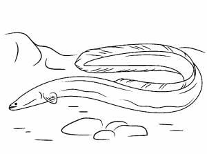 Длинный морской угорь