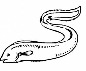 Рисунок угорь