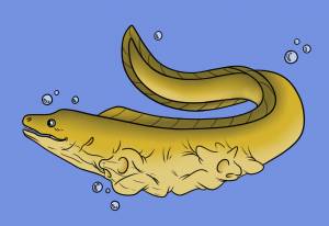 Рисунок электрический угорь