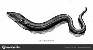 Электрический Угорь Ручной Рисунок Винтажной Гравировки Иллюстрация стоковое фото ©ohm3417