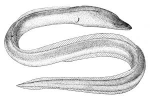 Рисунок электрический угорь
