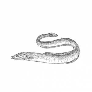 Угорь нарисовал векторную иллюстрацию каракулей абстрактная река  озеро рыба эскиз гравировка стиль рисования