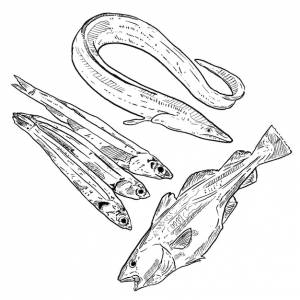 Набор эскизов и элементов морепродуктов, нарисованных вручную, треска, угорь и анчоусы