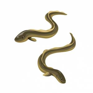 Угорь рыба набор символов животных иллюстрация вектор