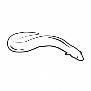 Японский угорь ручной рисунок речного угря, изолированная векторная иллюстрация в стиле гравировки